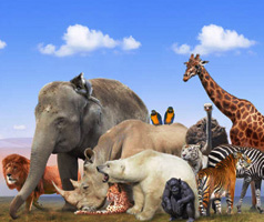 Animals